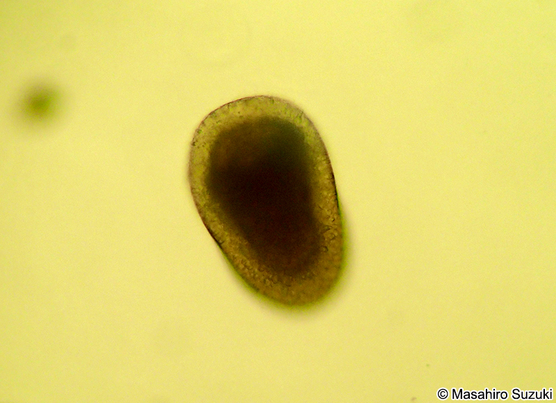 プラヌラ幼生 Planula larva