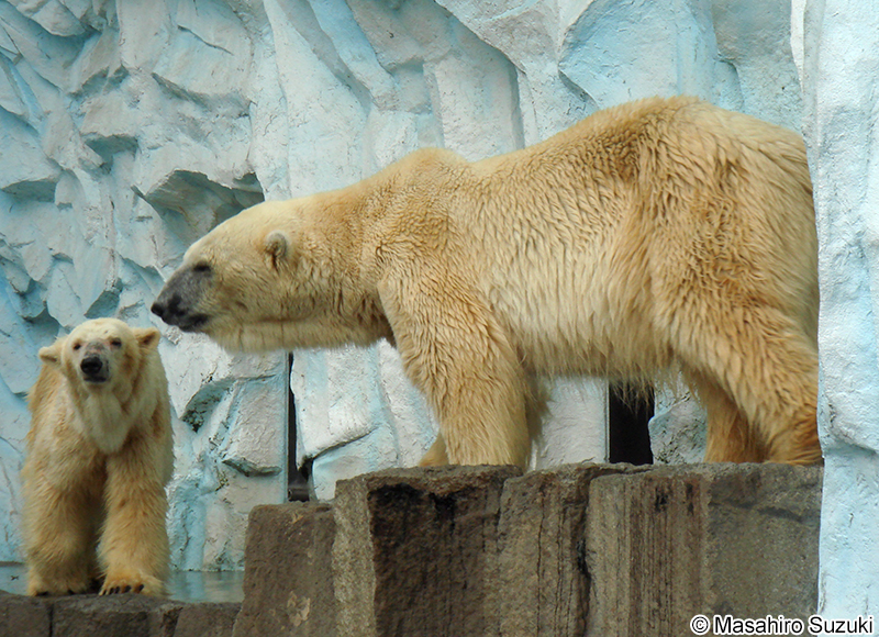 ホッキョクグマ Ursus maritimus