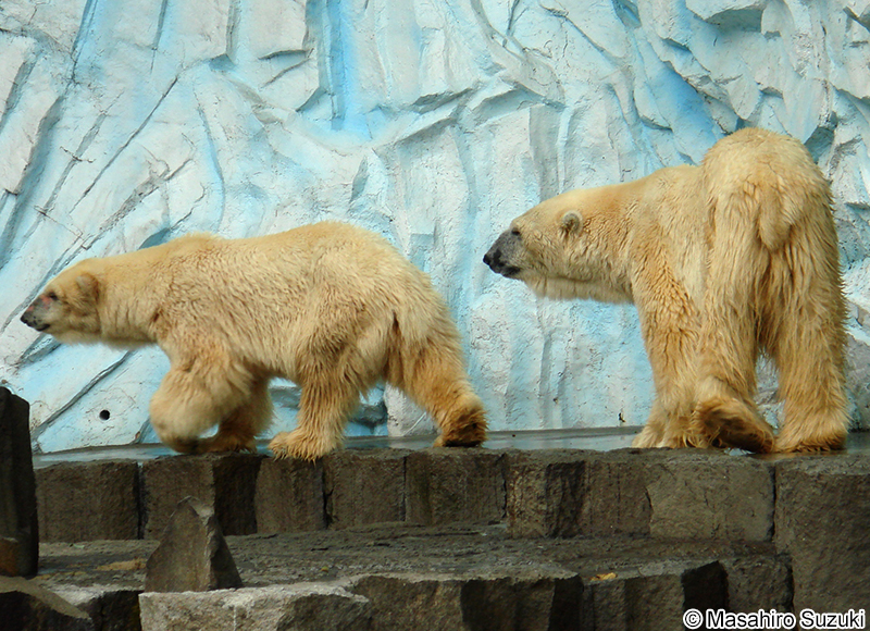 ホッキョクグマ Ursus maritimus