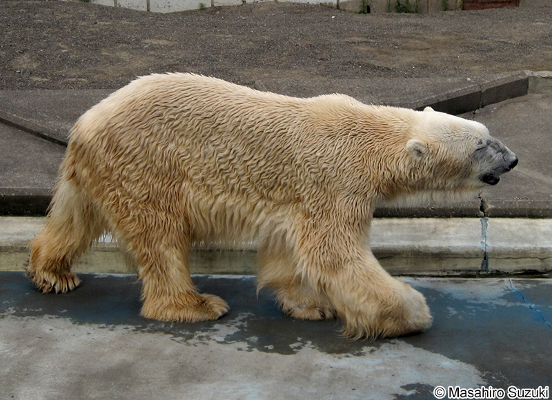 ホッキョクグマ Ursus maritimus