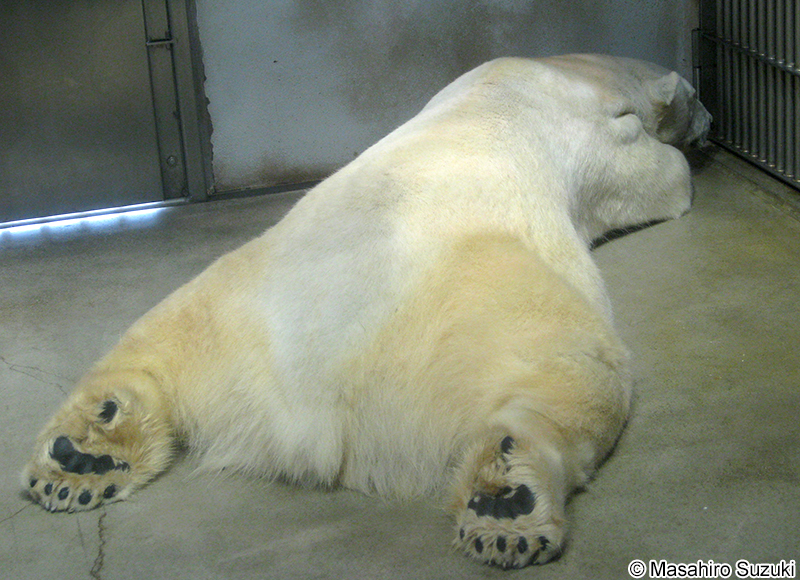 ホッキョクグマ Ursus maritimus