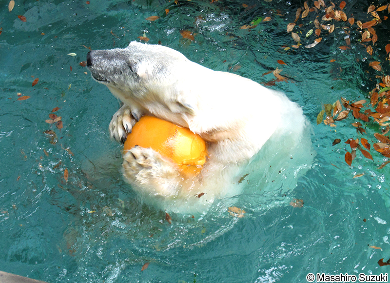 ホッキョクグマ Ursus maritimus