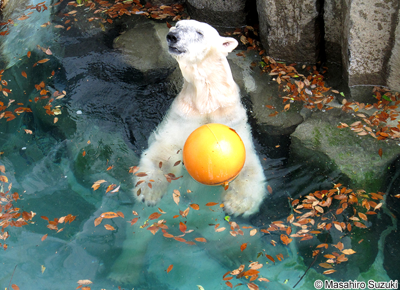 ホッキョクグマ Ursus maritimus