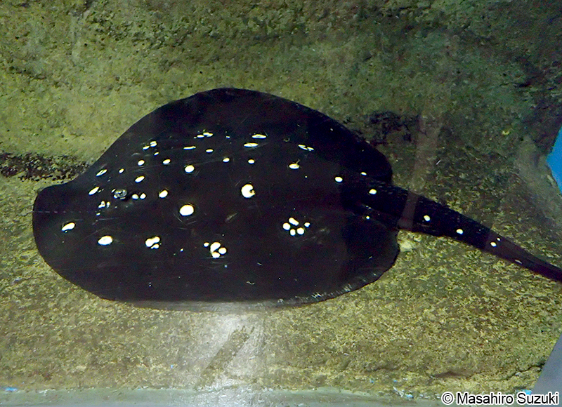 ポルカドットスティングレイ Potamotrygon leopoldi