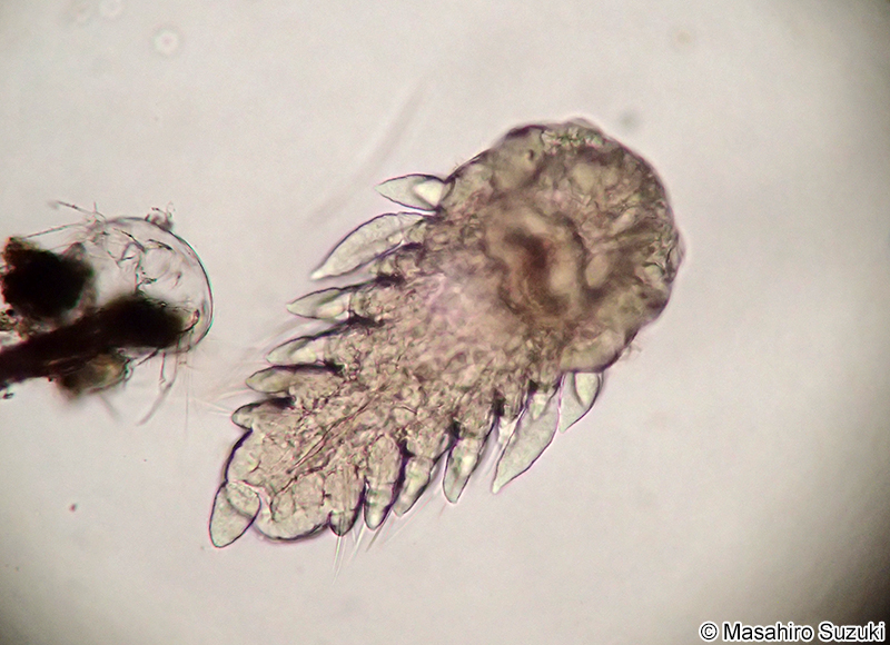 ウロコムシ科のネクトケータ幼生 Nectochaeta larva