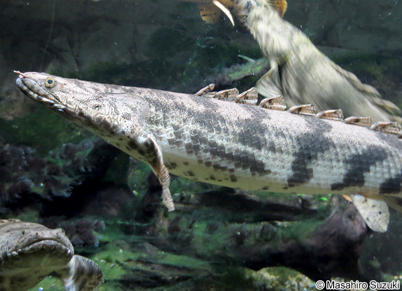 ポリプテルス・デルヘジィ Polypterus delhezi