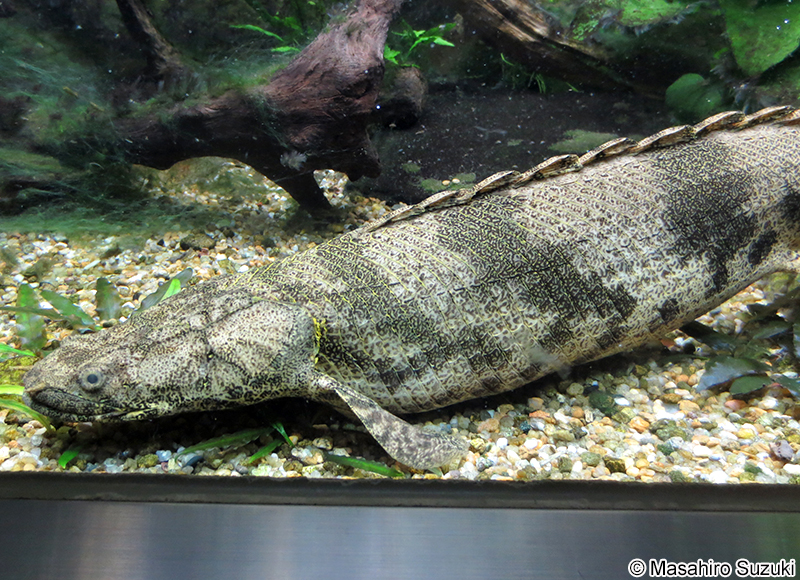 ポリプテルス・デルヘジィ Polypterus delhezi