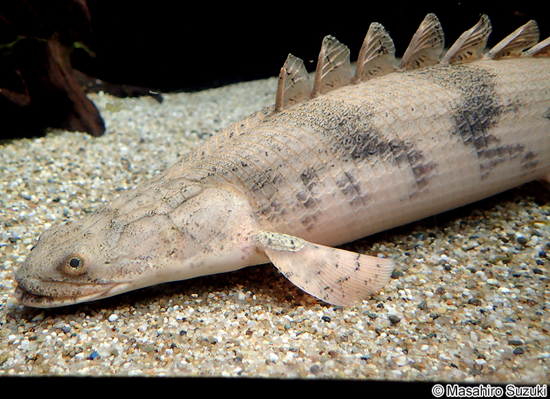 ポリプテルス・デルヘジィ Polypterus delhezi