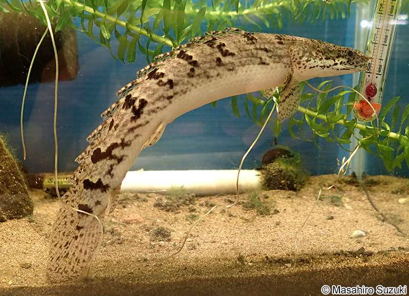 ポリプテルス・デルヘジィ Polypterus delhezi