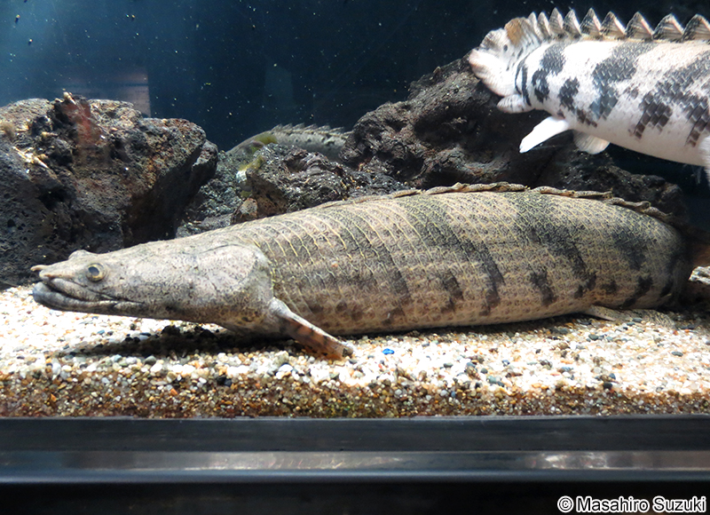 ポリプテルス・デルヘジィ Polypterus delhezi
