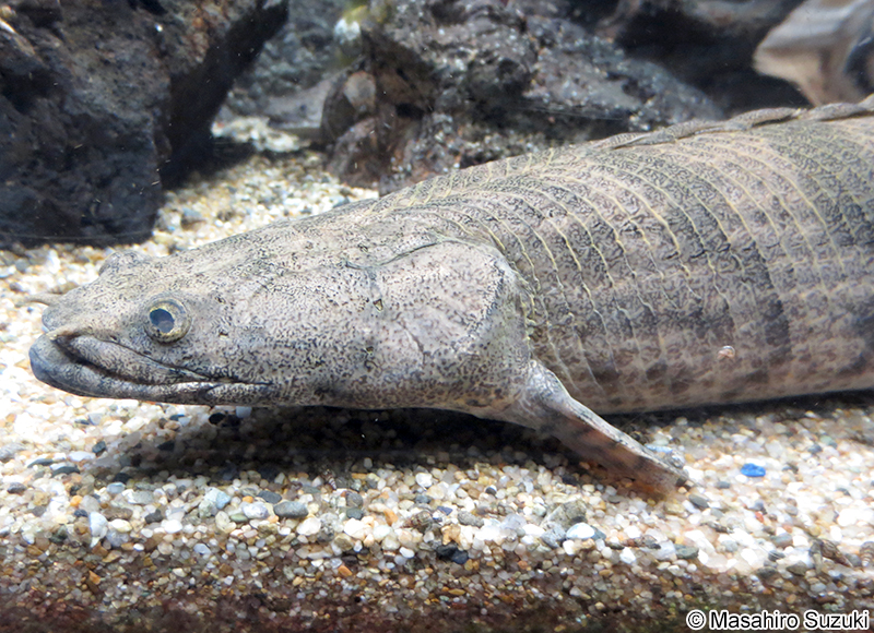 ポリプテルス・デルヘジィ Polypterus delhezi