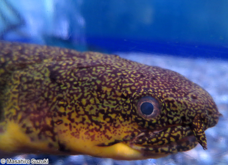 ポリプテルス・エンドリケリ Polypterus endlicheri