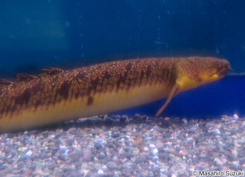 ポリプテルス・エンドリケリ Polypterus endlicheri
