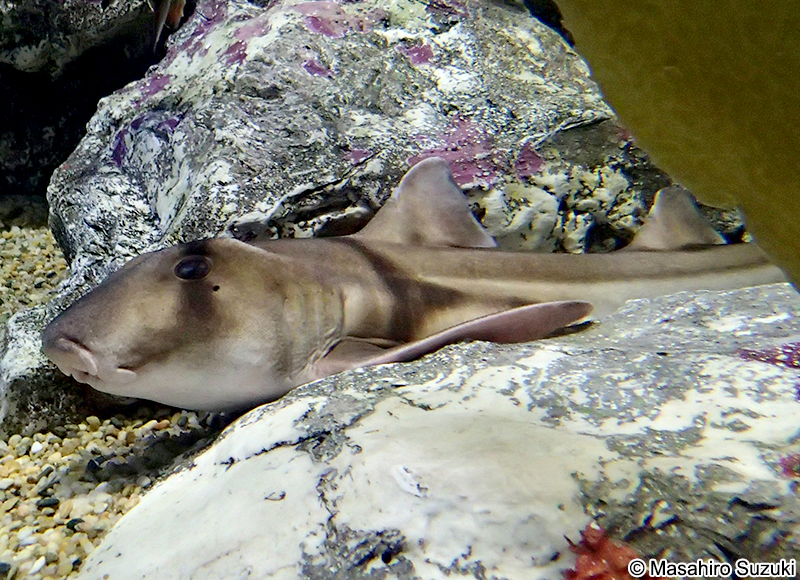 ポートジャクソンネコザメ Heterodontus portusjacksoni