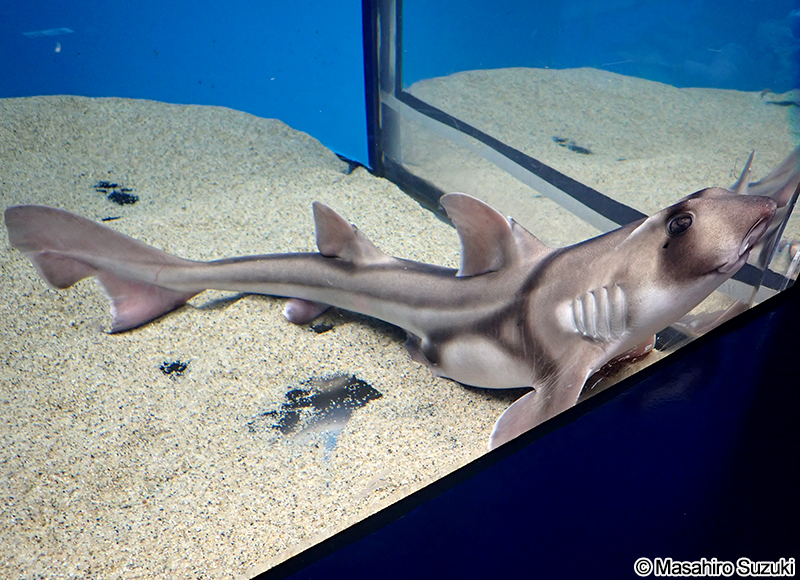 ポートジャクソンネコザメ Heterodontus portusjacksoni