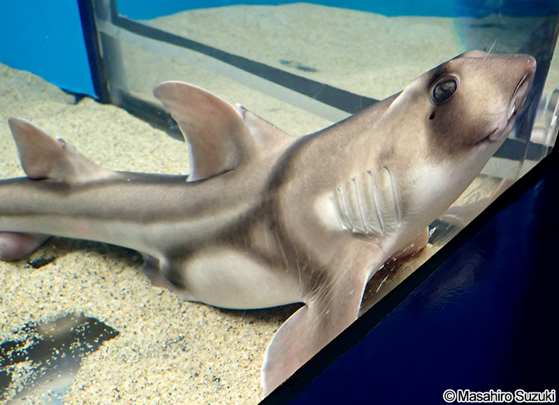 ポートジャクソンネコザメ Heterodontus portusjacksoni