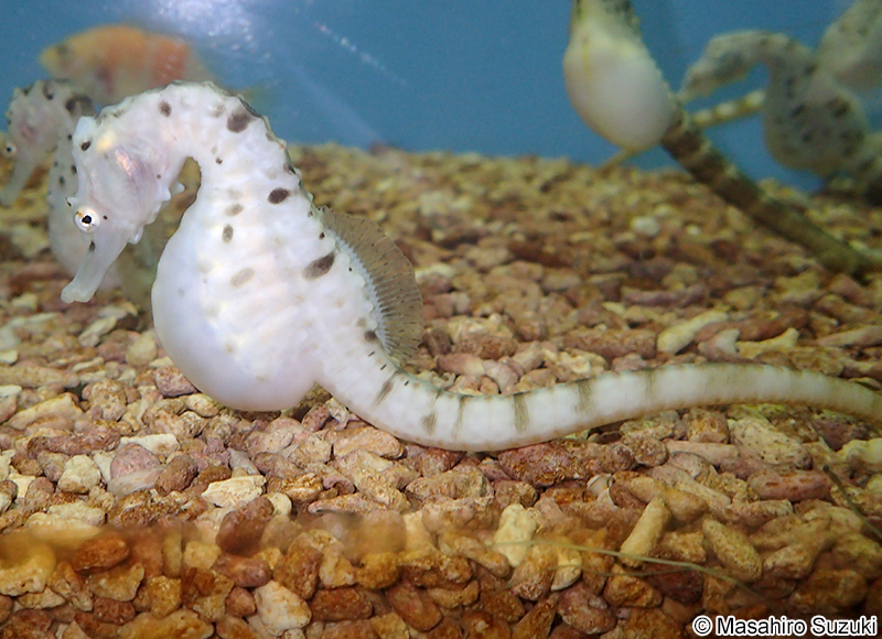 ポットベリーシーホース Hippocampus abdominalis