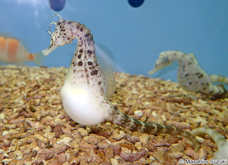 ポットベリーシーホース Hippocampus abdominalis