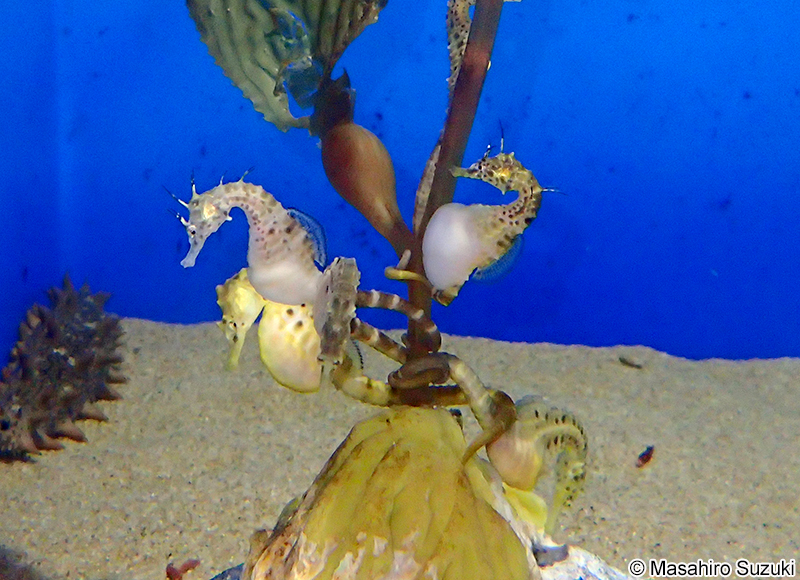 ポットベリーシーホース Hippocampus abdominalis