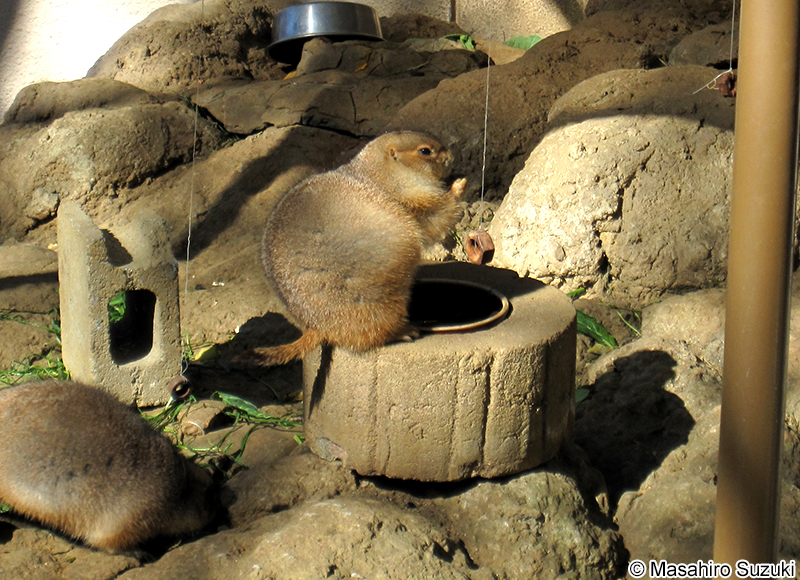 オグロプレーリードッグ Cynomys ludovicianus