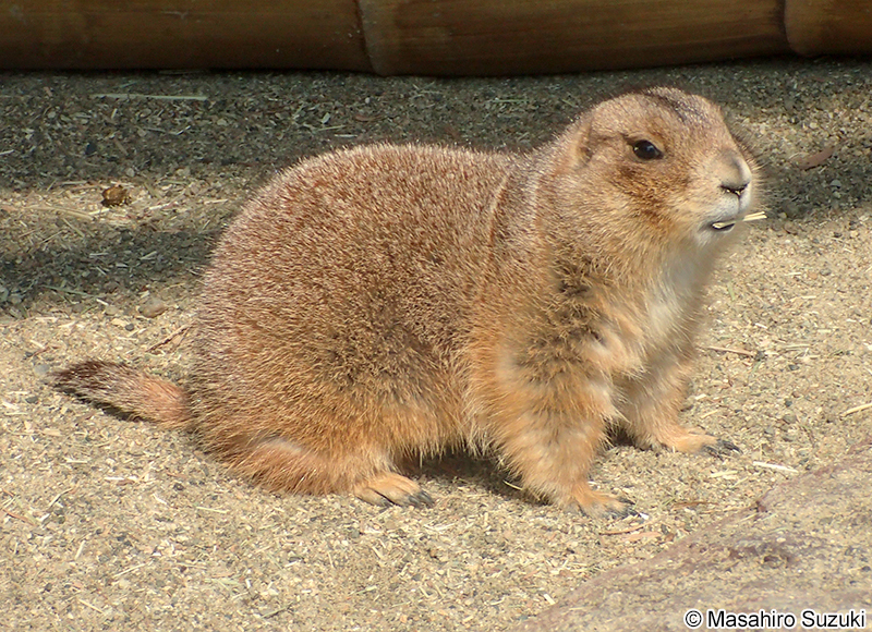 オグロプレーリードッグ Cynomys ludovicianus