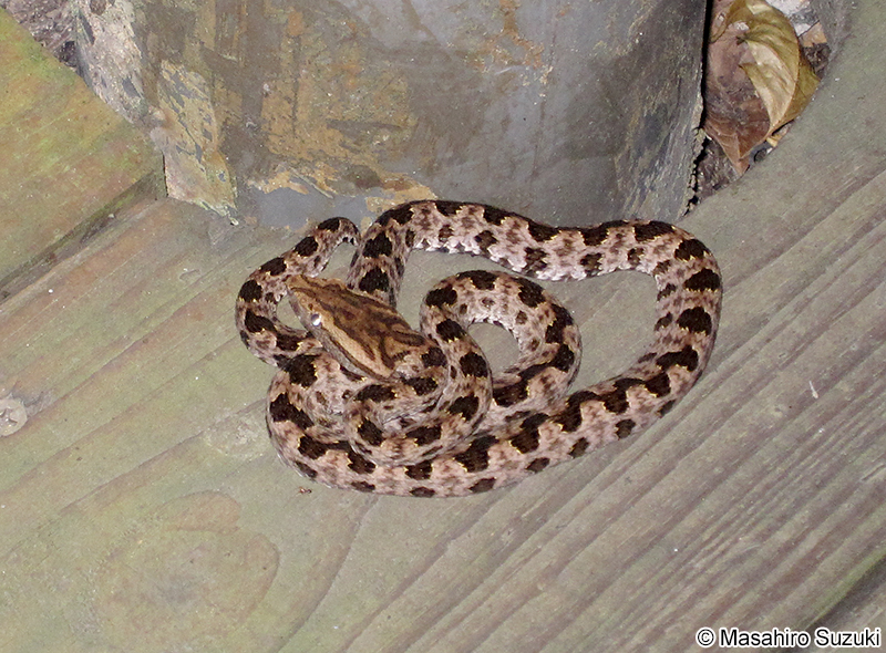 タイワンハブ Protobothrops mucrosquamatus