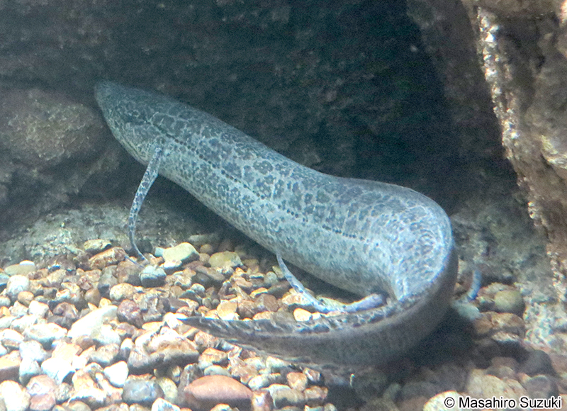 プロトプテルス・エチオピクス Protopterus aethiopicus
