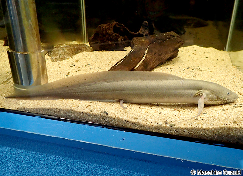 プロトプテルス・アンフィビウス Protopterus amphbius