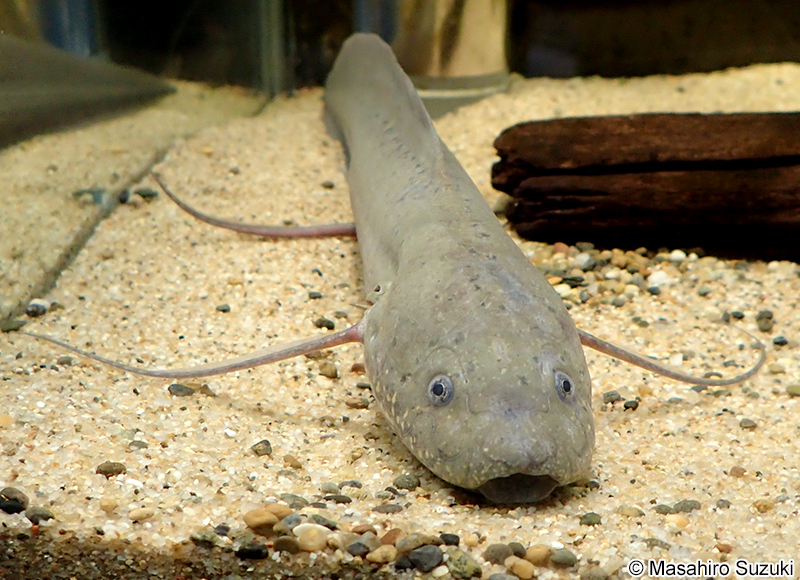 プロトプテルス・アンフィビウス Protopterus amphbius