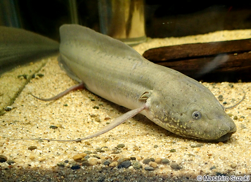プロトプテルス・アンフィビウス Protopterus amphbius