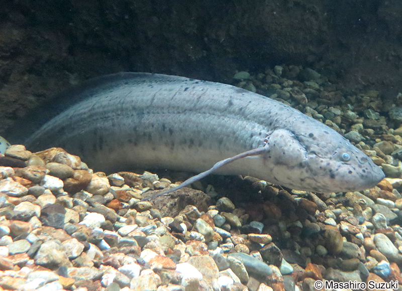 プロトプテルス・アネクテンス Protopterus annectens
