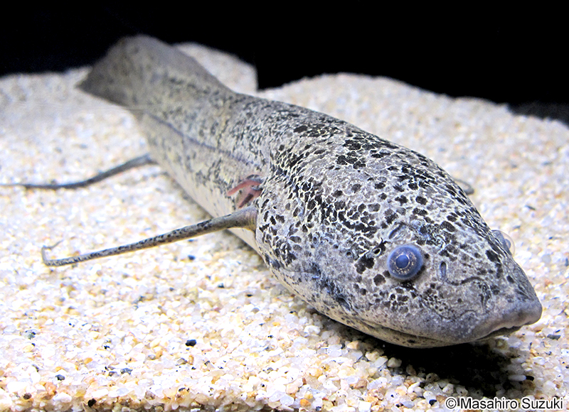 プロトプテルス・アネクテンス Protopterus annectens