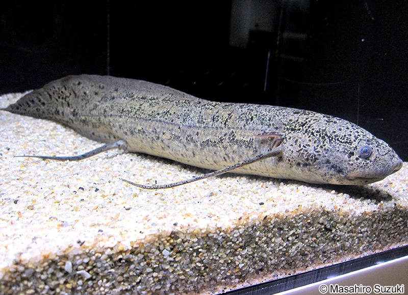 プロトプテルス・アネクテンス Protopterus annectens