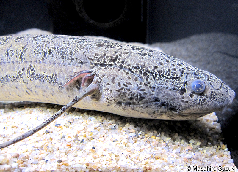 プロトプテルス・アネクテンス Protopterus annectens