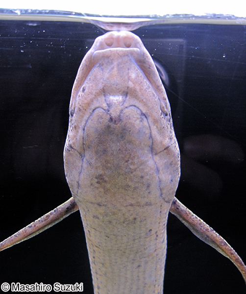 プロトプテルス・アネクテンス Protopterus annectens