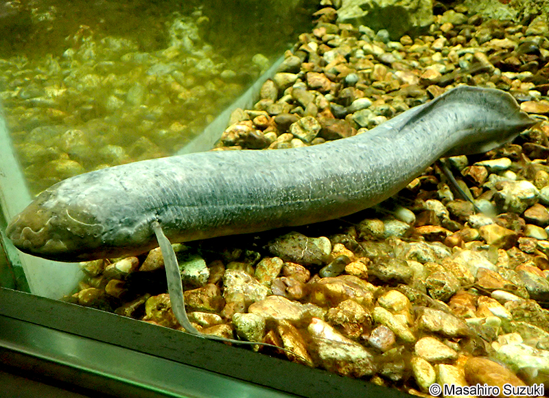 プロトプテルス・ドロイ Protopterus dolloi