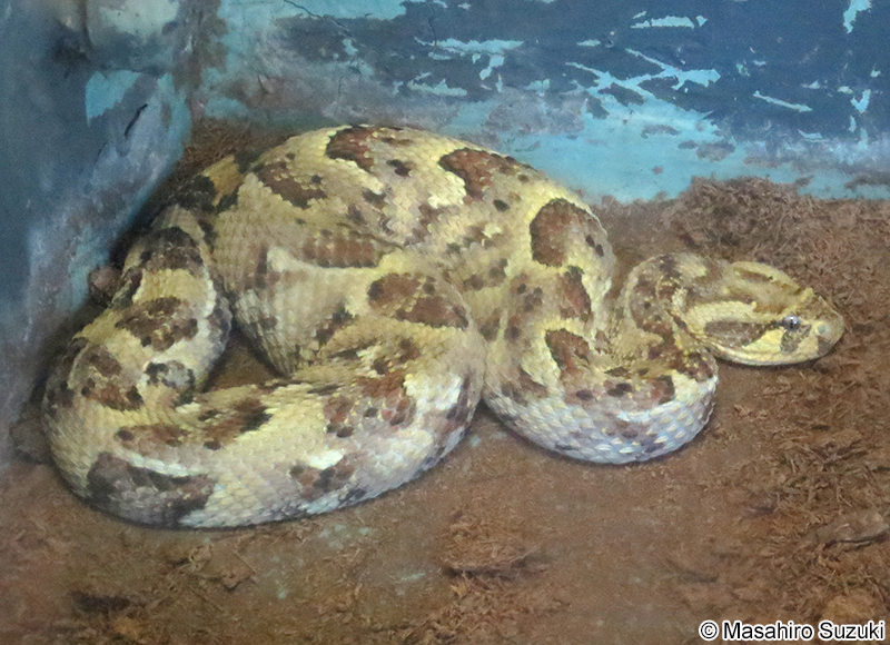 パフアダー Bitis arietans