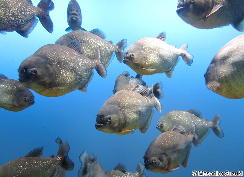 ピラニア・ナッテリー Pygocentrus nattereri