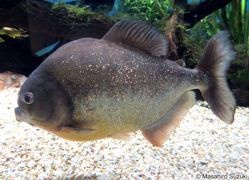 ピラニア・ナッテリー Pygocentrus nattereri