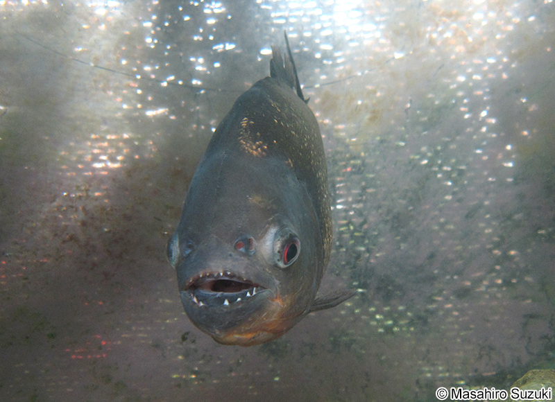 ピラニア・ナッテリー Pygocentrus nattereri
