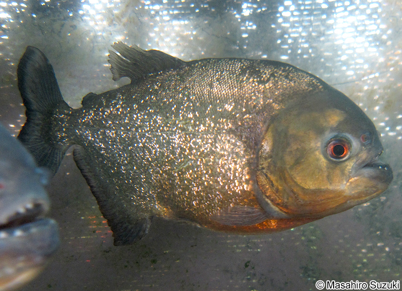 ピラニア・ナッテリー Pygocentrus nattereri