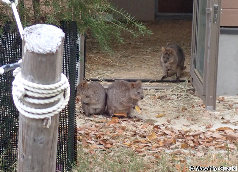 クアッカワラビー Setonix brachyurus