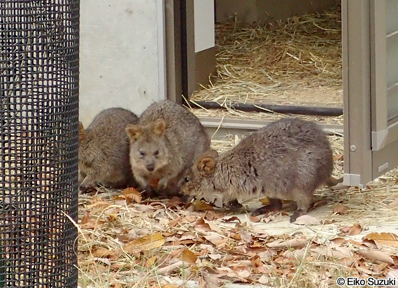 クアッカワラビー Setonix brachyurus