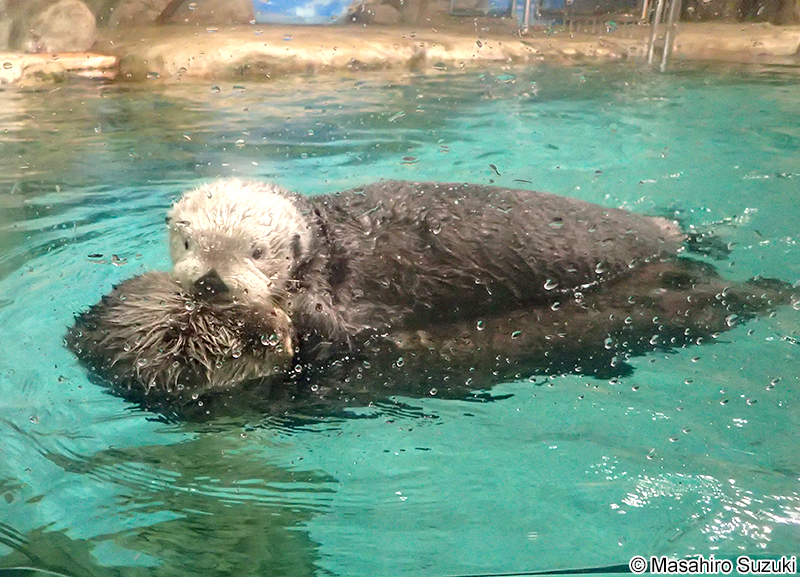 ラッコ Enhydra lutris
