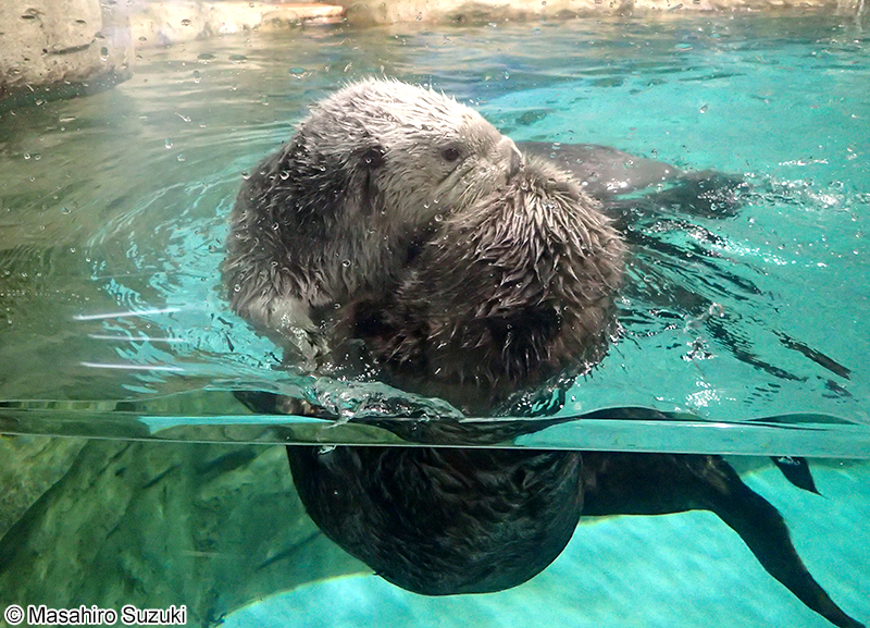 ラッコ Enhydra lutris