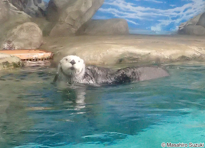 ラッコ Enhydra lutris