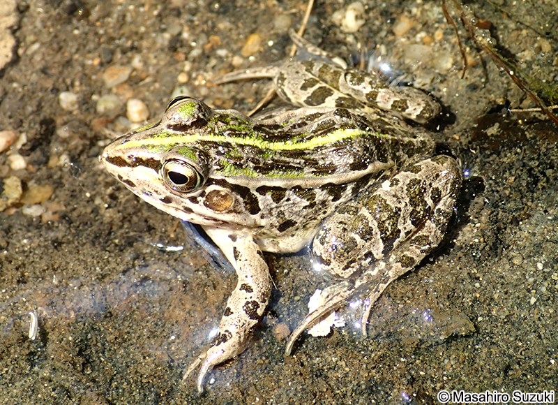 トノサマガエル Pelophylax nigromaculatus