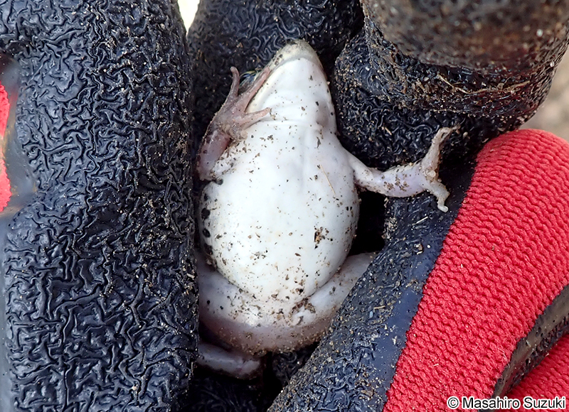 トノサマガエル Pelophylax nigromaculatus