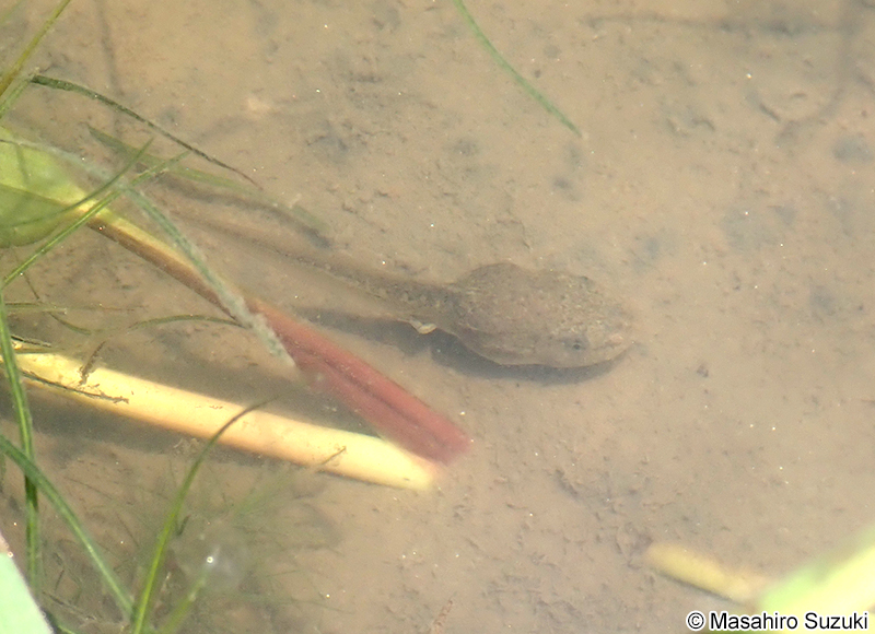 トノサマガエルの幼生（オタマジャクシ）