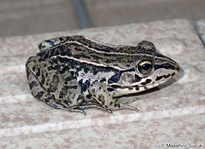 トノサマガエル Pelophylax nigromaculatus